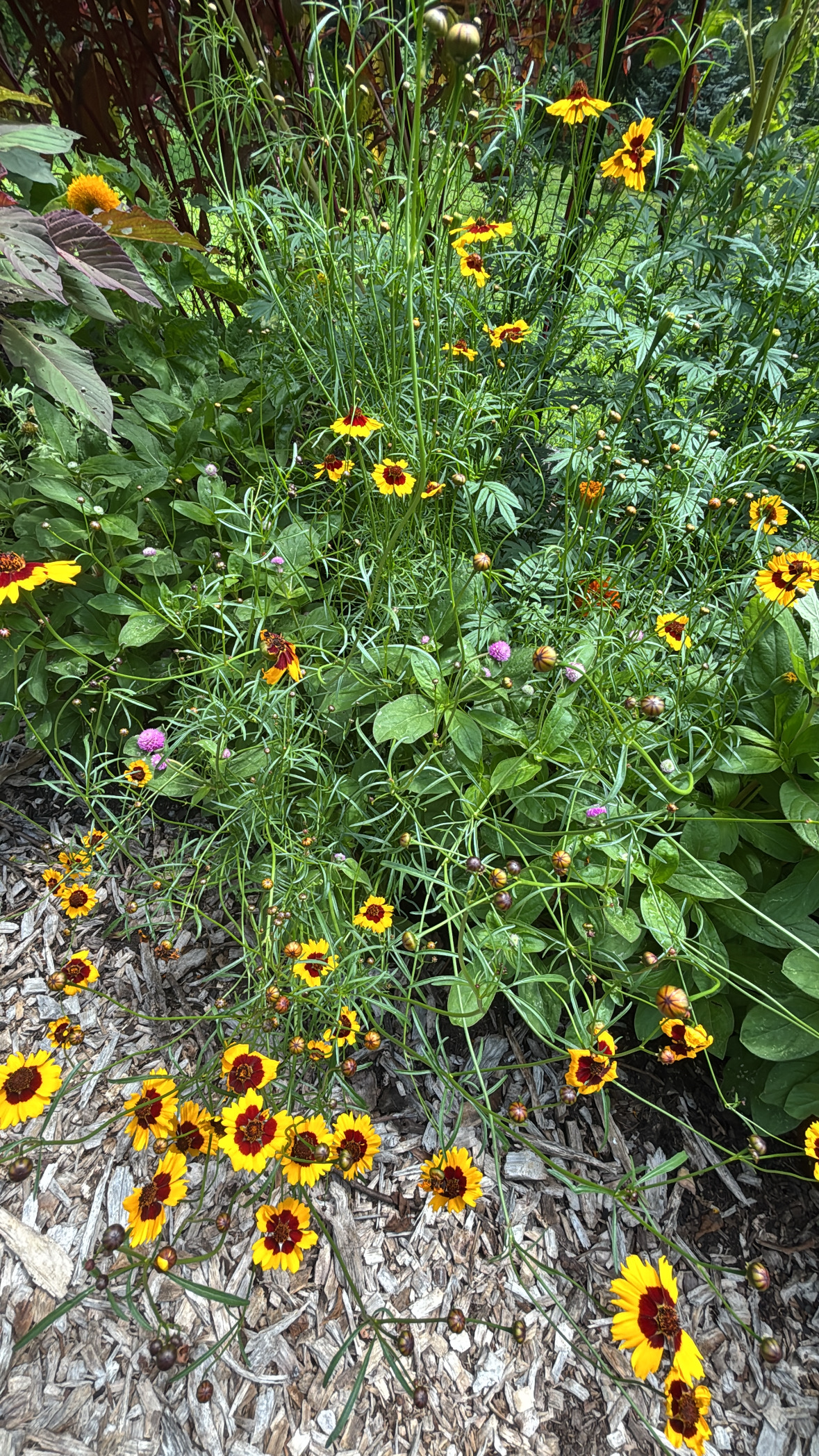 Yellow and burgundy coreopsis flowers winding through garden foliage