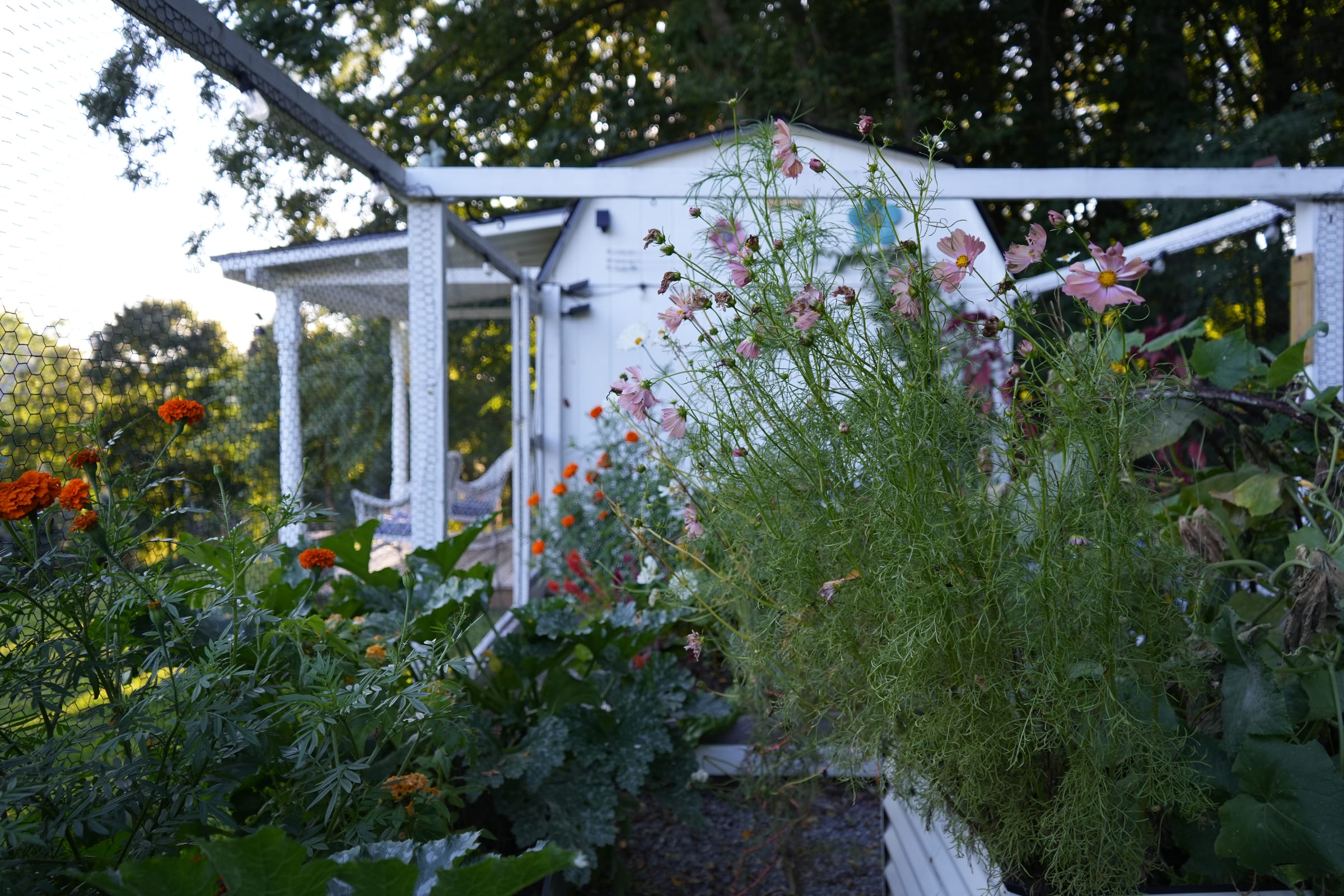 Pink cosmos, orange marigolds, and vegetables crowding a path through Tamar’s garden