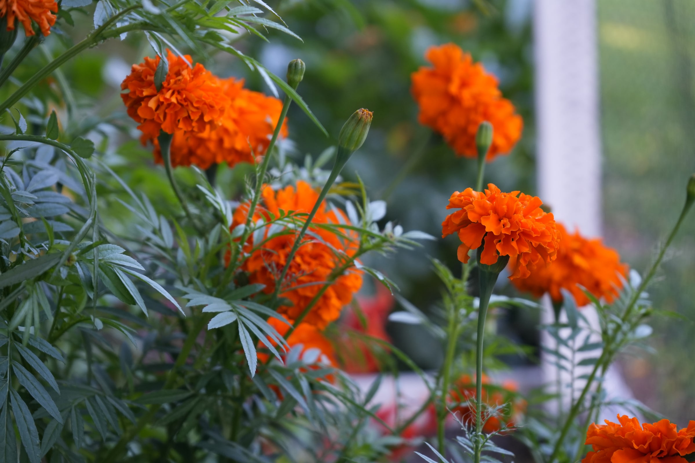 Orange marigolds after the rain in Tamar’s garden