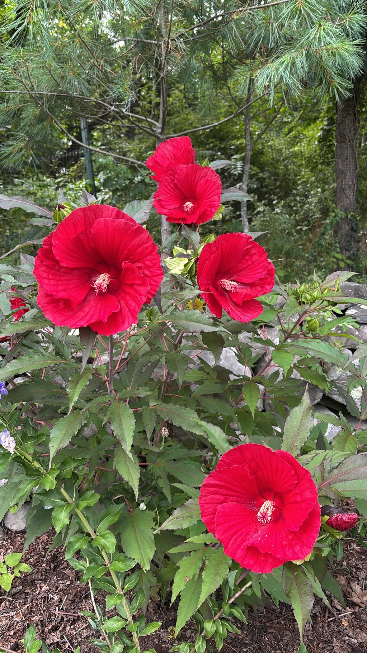 Large red hibiscus flowers blooming in Tamar’s garden