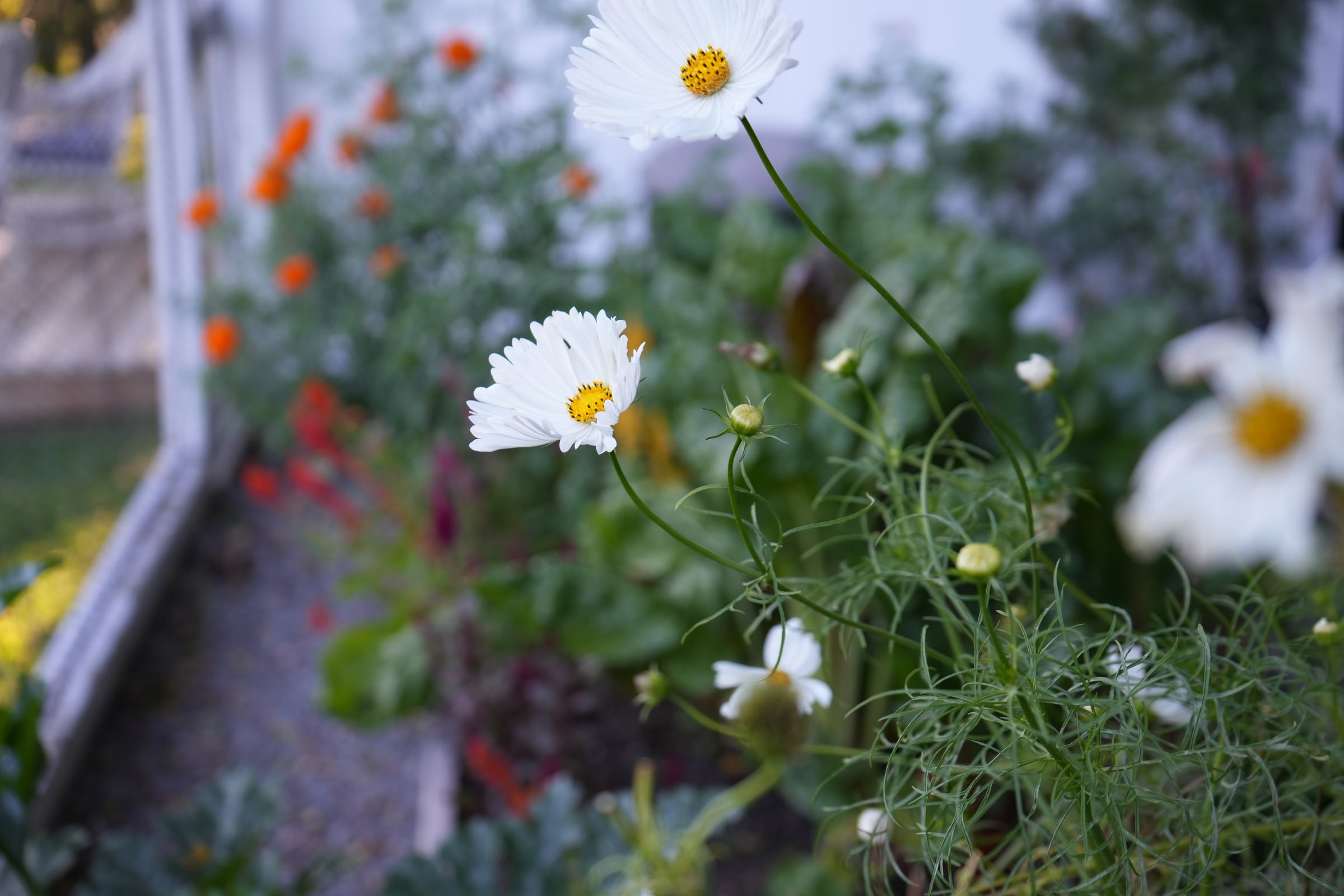 White cosmos flowering along a path in Tamar’s garden