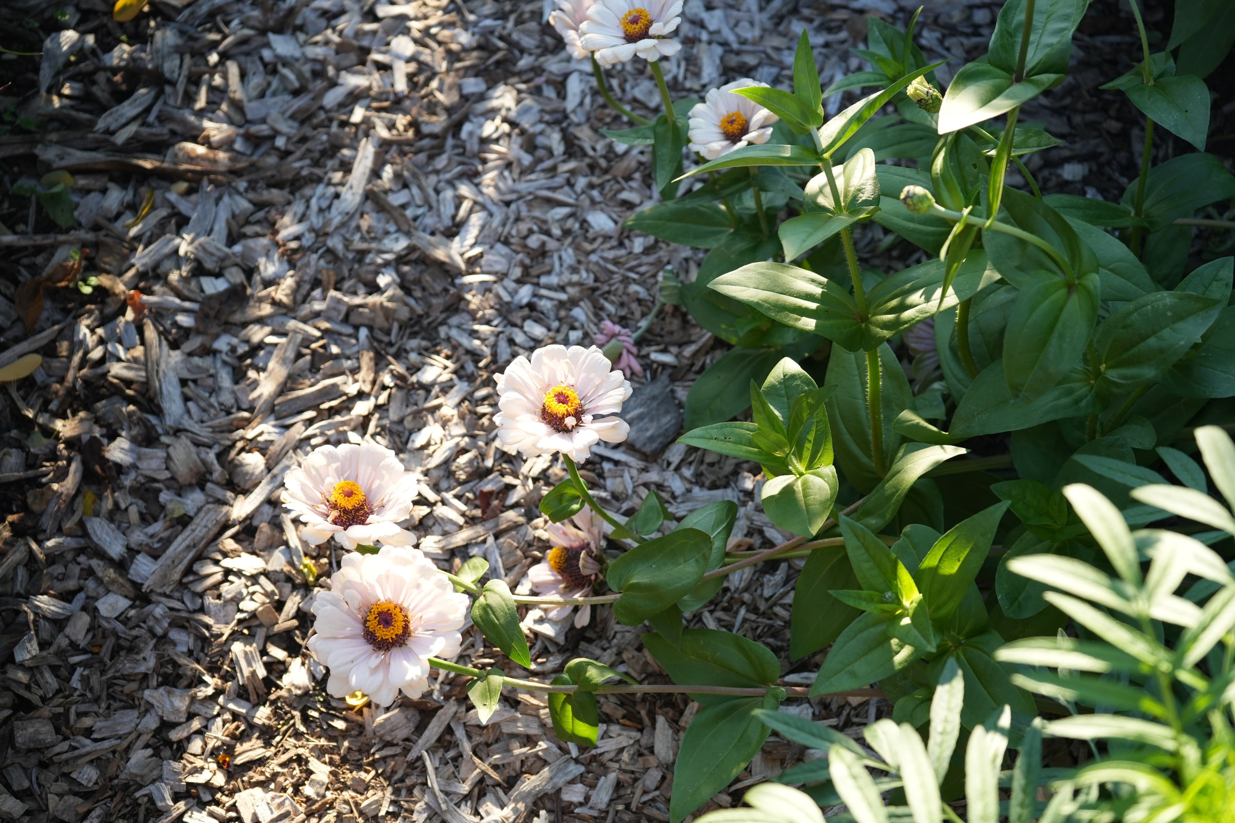 Pale pink zinnias and green leaves in Tamar’s garden